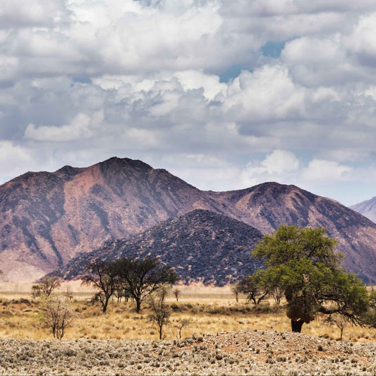 A calm nature scene with soft morning light, symbolizing the balanced ease of half-caff coffee