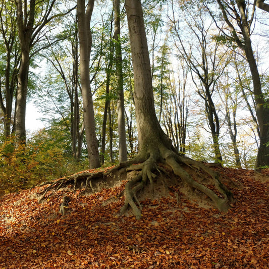An old tree in a ravine with gnarled roots, symbolizing the depth and resilience of our Revival Roots coffee blend.