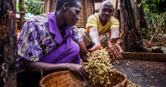 Close-up of ripe coffee cherries, that were hand-picked at a Ugandan coffee farm, being water processed into premium coffee beans for roasting by Pneuma Java