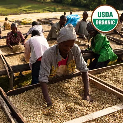 Guji Benti Neka workers sorting and processing certified organic coffee beans