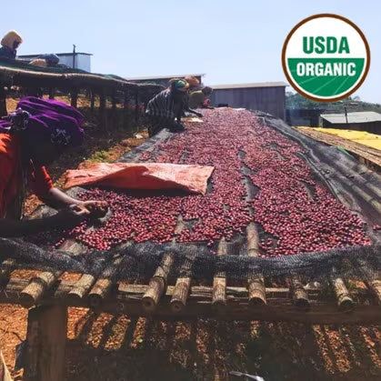 Sidama Organic Worku Buche coffee cherries sun drying into beans