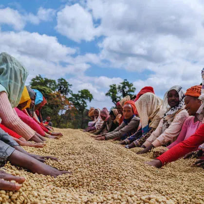 Ethiopia Yirgacheffe Kochere G1 Washed 2024 Workers processing coffee beans