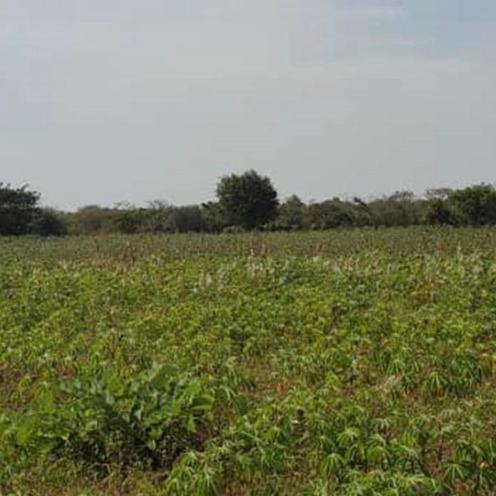 A serene meadow near a Liberica coffee farm in Uganda, with lush greenery and scattered wildflowers, framed by distant trees and the soft glow of natural sunlight.