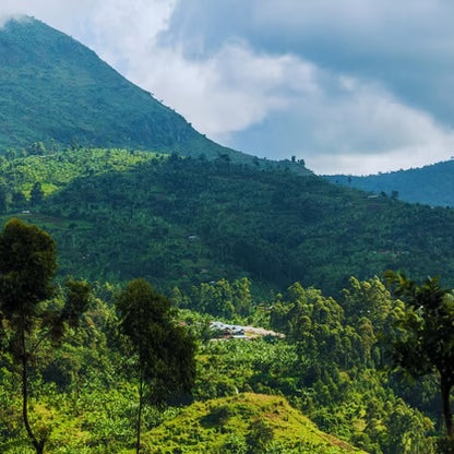 A breathtaking view of the Nile region in Uganda, featuring rolling green landscapes, fertile coffee farms, and the shimmering waters of the river under a vibrant blue sky.